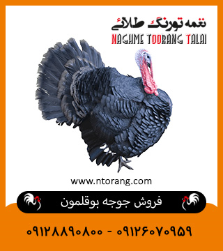 فروش جوجه بوقلمون